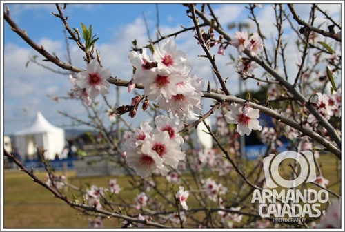 41.º Crosse Internacional das Amendoeiras em Flor